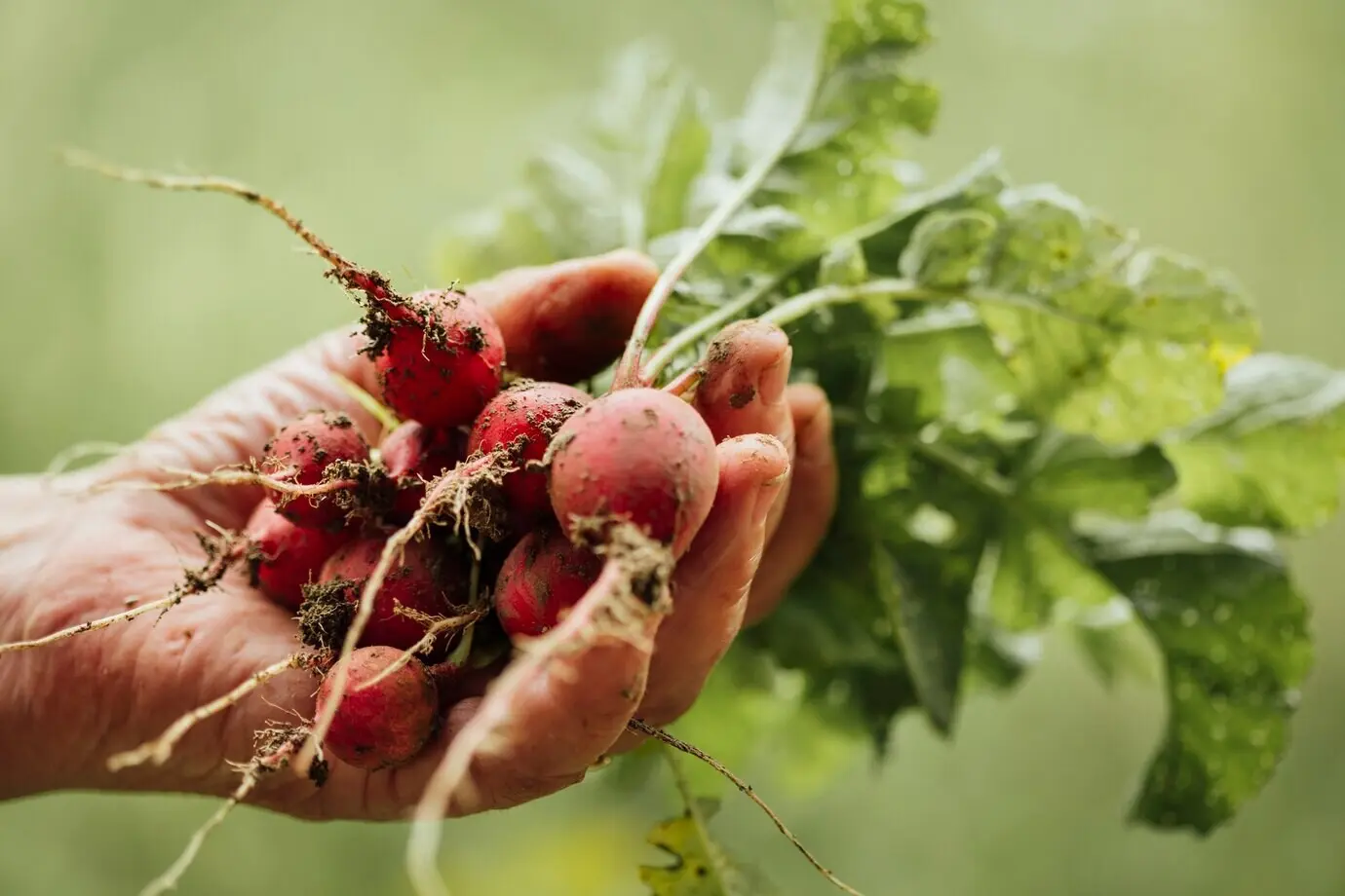 Close-up of a hand holding fresh radishes.