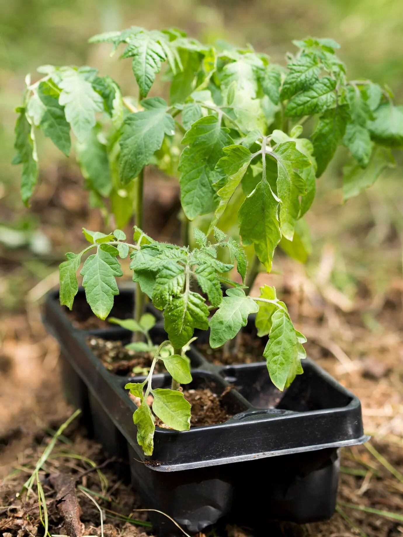 Close-up of plants in flowerpots.
